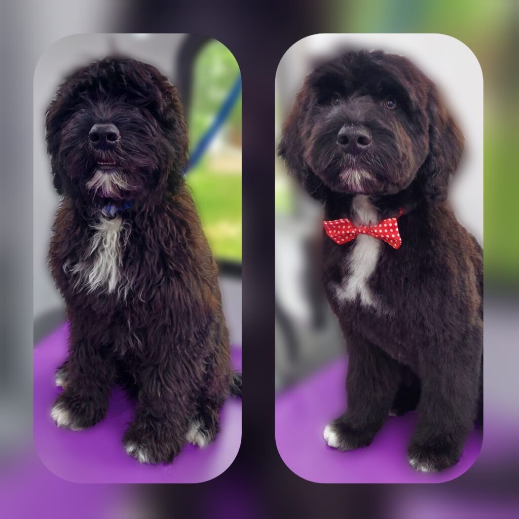 A black dog with a red bow tie and a purple background