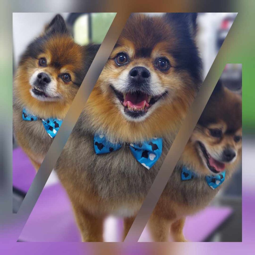 A dog with blue bow tie in front of a purple background.