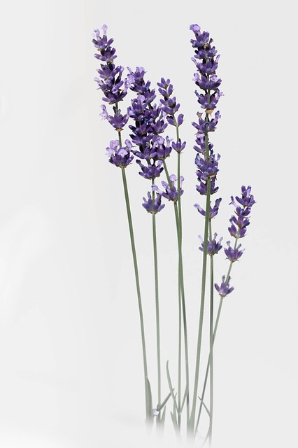 A close up of some lavender flowers in a vase