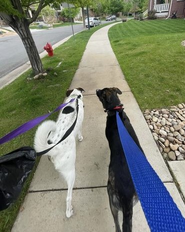 Two dogs walking down a sidewalk with their leashes on.